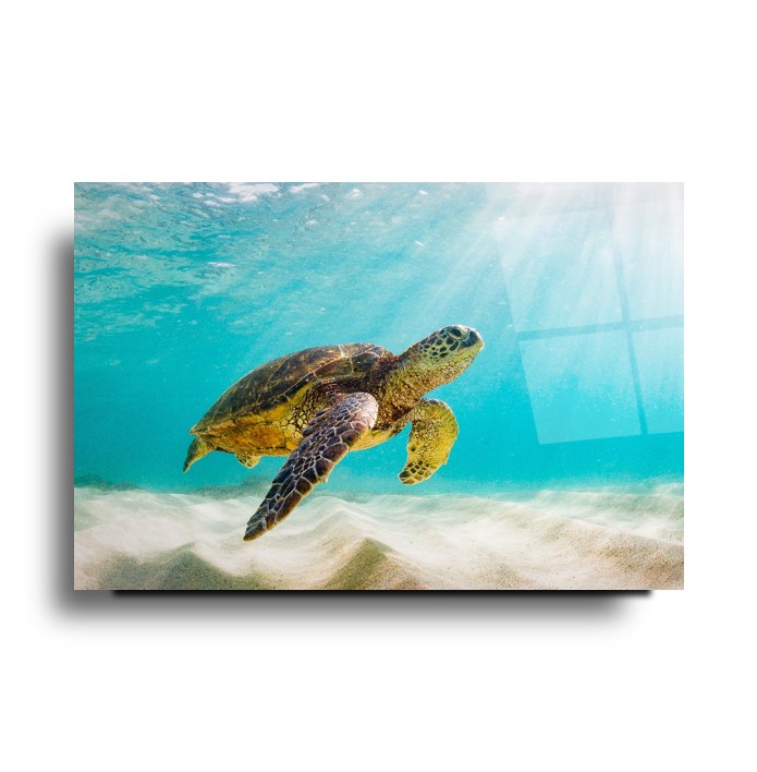 Kaplumbağa Cam Tablo