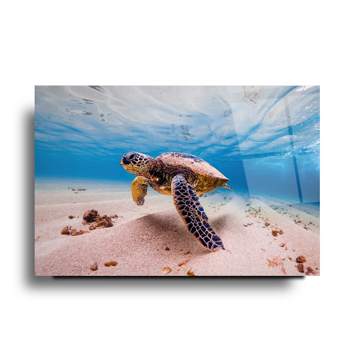 Deniz Kaplumbağası Cam Tablo